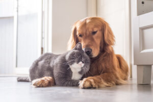 Por que é importante microchipar seus animais de estimação.